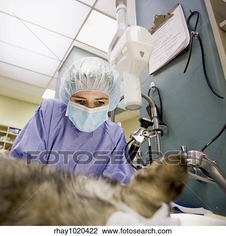 Femnale veterinarian performs surgery on a small dog View Large Photo Image Stock Image - Femnale veterinarian performs surgery on a small dog. Fotosearch