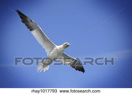"Flying Northern gannet against a blue sky, with a vignetting effect. " View Large Photo Image Stock Image - "Flying Northern gannet against a blue sky, with a vignetting effect. ". Fotosearch