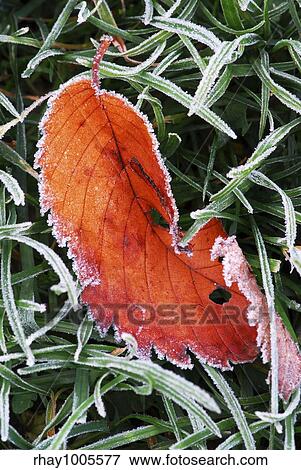 Frosty red fallen leaf lying on frozen grass on a cold fall morning View Large Photo Image Stock Photo - Frosty red fallen leaf lying on frozen grass on a cold fall morning. Fotosearch