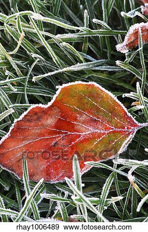 Frosty red fallen leaf lying on frozen grass on a cold fall morning View Large Photo Image Stock Photo - Frosty red fallen leaf lying on frozen grass on a cold fall morning. Fotosearch