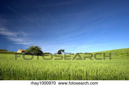 Stock Image - Green field landscape with a great blue sky. Fotosearch