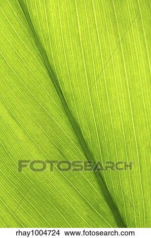 Green leaf of a troplical plant close up View Large Photo Image Picture - Green leaf of a troplical plant close up. Fotosearch
