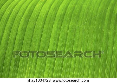 Stock Image - Green leaf of a troplical plant close up. Fotosearch