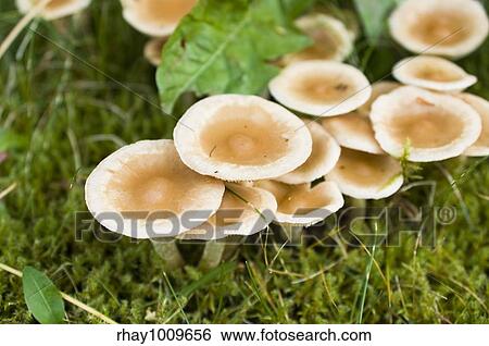 Stock Photograph - group of little mushrooms in the moss . Fotosearch