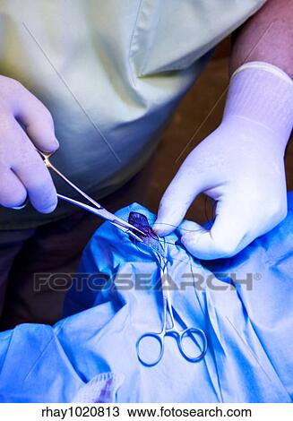 hands of a veterinarian doing surgery on an animal foot View Large Photo Image Stock Image - hands of a veterinarian doing surgery on an animal foot. Fotosearch