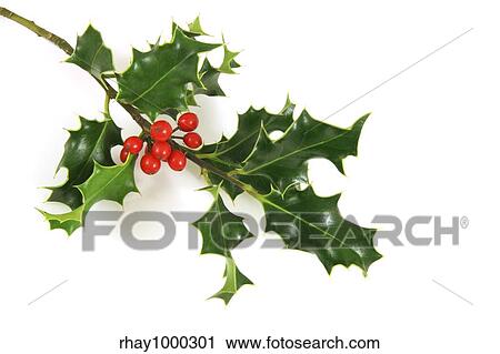 Stock Image - "holly branch, over a white background". Fotosearch
