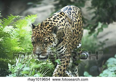 jaguar View Large Photo Image Picture - jaguar. Fotosearch