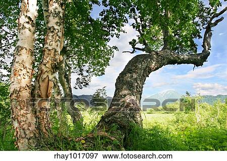 Landscapes in Kamchatkas mountains View Large Photo Image Stock Photo - Landscapes in Kamchatkas mountains. Fotosearch