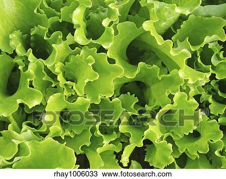 lettuce leaves growing on the vegetable bed top view View Large Photo Image Stock Image - lettuce leaves growing on the vegetable bed top view . Fotosearch