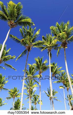 Lush green palm trees on blue sky background View Large Photo Image Picture - Lush green palm trees on blue sky background. Fotosearch