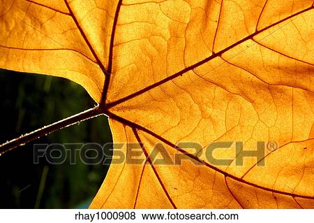 Macro of a Autumn leaf View Large Photo Image Stock Photo - Macro of a Autumn leaf. Fotosearch