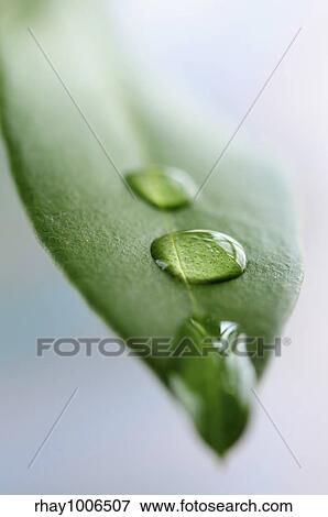 Macro of a green leaf with water drops View Large Photo Image Stock Photo - Macro of a green leaf with water drops. Fotosearch