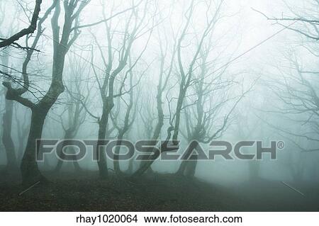 Magic forest of misty View Large Photo Image Picture - Magic forest of misty. Fotosearch