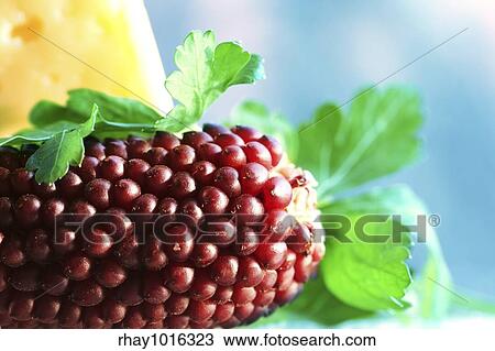 Maize and cheese View Large Photo Image Stock Image - Maize and cheese. Fotosearch