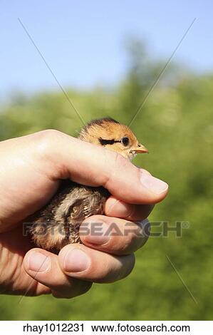 Male hand holding a pheasant chick View Large Photo Image Stock Image - Male hand holding a pheasant chick. Fotosearch
