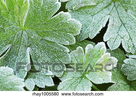 Morning frost on plant leaves in late fall View Large Photo Image Stock Image - Morning frost on plant leaves in late fall. Fotosearch