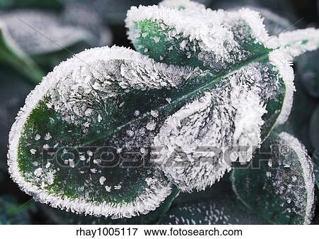 Morning frost on plant leaves in late fall View Large Photo Image Stock Photo - Morning frost on plant leaves in late fall. Fotosearch