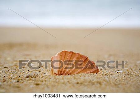Orange cockleshell on a beach near the seaOrange cockleshell on a beach near the sea View Large Photo Image Stock Image - Orange cockleshell on a beach near the seaOrange cockleshell on a beach near the sea. Fotosearch