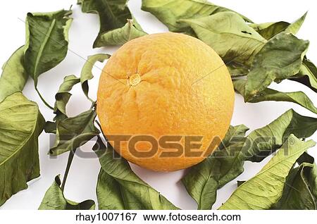 Stock Photo - Orange laying on a bed of leaves. Fotosearch