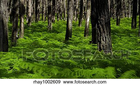 Stock Photo - Panoramic picture of a beautiful green forest. Fotosearch