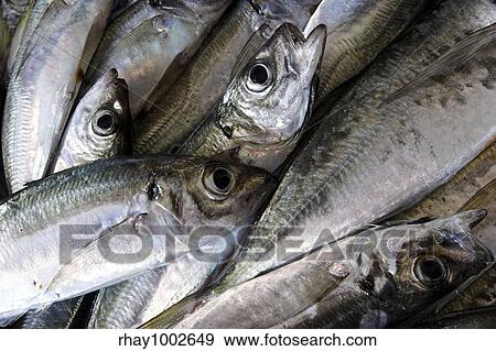 Stock Photo - Picture of fresh fish picked recently from the ocean. Fotosearch