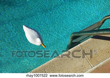 Plastic duck floating in a swimming pool with tiny ripples. View Large Photo Image Stock Image - Plastic duck floating in a swimming pool with tiny ripples.. Fotosearch