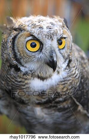 Stock Photograph - "Portrait of owl with yellow eyes, soft focus". Fotosearch