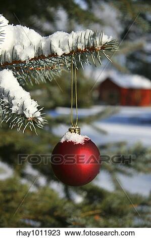 Stock Image - Red Christmas ball hanging on pine branch. Fotosearch