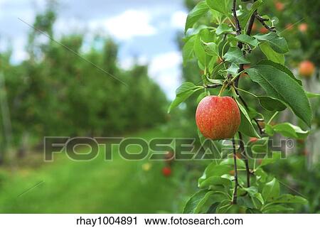 Red ripe apples on apple trees branches in the orchard View Large Photo Image Stock Image - Red ripe apples on apple trees branches in the orchard. Fotosearch