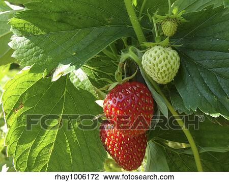 ripening strawberry fruits on the branch  View Large Photo Image Stock Image - ripening strawberry fruits on the branch . Fotosearch