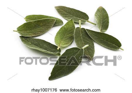 Stock Photograph - Sage leaves on white background. Fotosearch