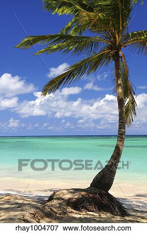 Stock Photo - Sandy beach of a tropical island with palm tree. Fotosearch