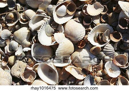 Shells View Large Photo Image Stock Photography - Shells. Fotosearch