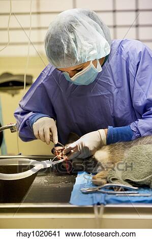 Small dog undergoing a veterinary dentistry procedure View Large Photo Image Stock Image - Small dog undergoing a veterinary dentistry procedure. Fotosearch