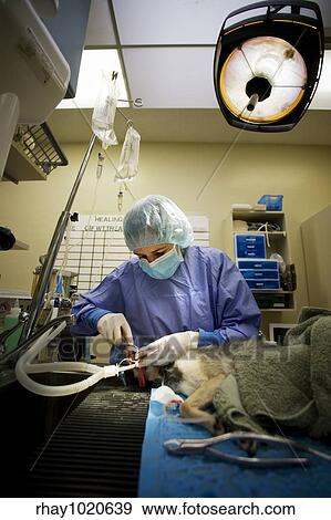 Small dog undergoing a veterinary dentistry procedure View Large Photo Image Stock Photo - Small dog undergoing a veterinary dentistry procedure. Fotosearch