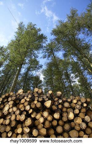 Stack of freshly cut trees in a forest. View Large Photo Image Stock Photo - Stack of freshly cut trees in a forest.. Fotosearch