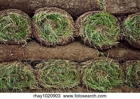 Stack of rolled grass sod or turf for lawns and landscaping View Large Photo Image Stock Image - Stack of rolled grass sod or turf for lawns and landscaping. Fotosearch