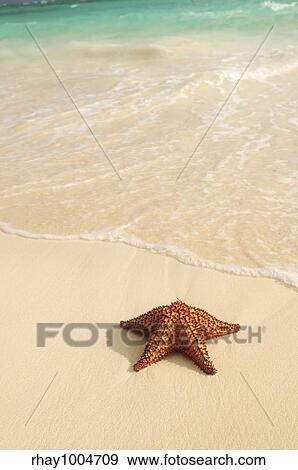 Starfish and ocean wave on sandy tropical beach View Large Photo Image Stock Photo - Starfish and ocean wave on sandy tropical beach. Fotosearch