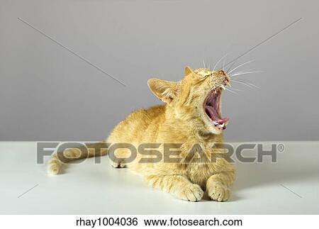 Studio shot of a beautiful kitteen (more pictures of the same cat on my gallery) View Large Photo Image Stock Photograph - Studio shot of a beautiful kitteen (more pictures of the same cat on my gallery). Fotosearch