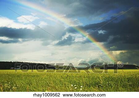 sunny and rainy sky over canola fields View Large Photo Image Stock Image - sunny and rainy sky over canola fields. Fotosearch