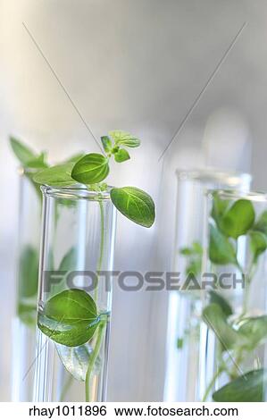 Test Tubes with small plants View Large Photo Image Stock Photograph - Test Tubes with small plants. Fotosearch