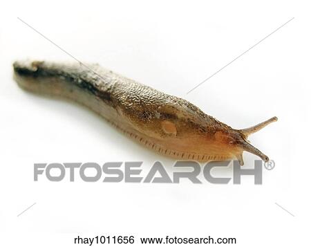 "The mother of all slugs that I found eating off of a large tomatoe in my vegetable garden. There is a shallow depth of field in this photo, focusing on the head and front half of the slug. " View Large Photo Image Stock Photograph - "The mother of all slugs that I found eating off of a large tomatoe in my vegetable garden. There is a shallow depth of field in this photo, focusing on the head and front half of the slug. ". Fotosearch