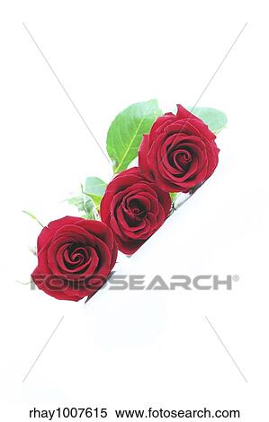 Stock Photography - Three red roses isolated on white. Angled. Fotosearch