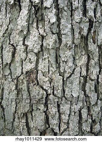 Stock Photo - Tree bark texture - closeup of a tree trunk.. Fotosearch