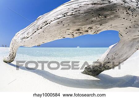 Picture - tropical beach: tree trunk left on the sand. Some people on the left. Fotosearch