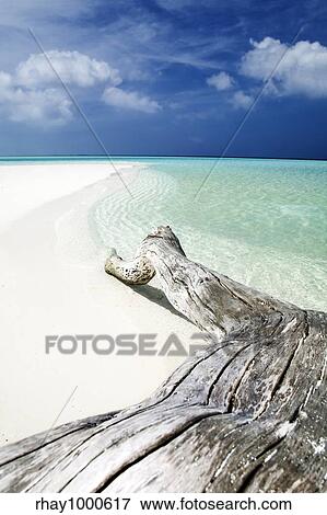 tropical beach: tree trunk left on the sand. View Large Photo Image Stock Photo - tropical beach: tree trunk left on the sand.. Fotosearch