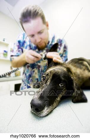 Stock Photograph - Veterinary technician looks into a dog's ear with a scope. Fotosearch