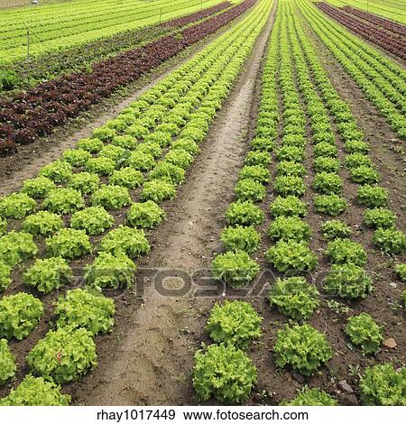 View of rows of green and red lettuces. View Large Photo Image Stock Photo - View of rows of green and red lettuces.. Fotosearch
