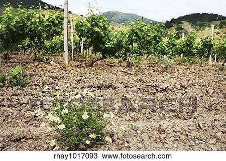 Vinery View Large Photo Image Stock Image - Vinery. Fotosearch