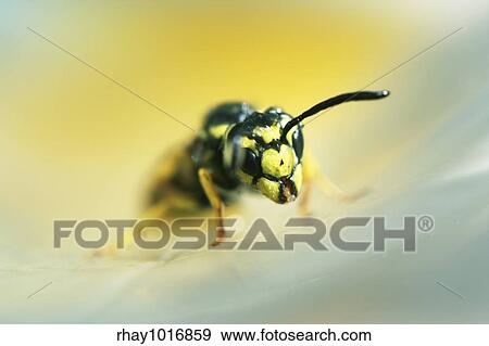 Wasp View Large Photo Image Stock Photo - Wasp. Fotosearch